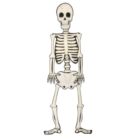 Skeleton