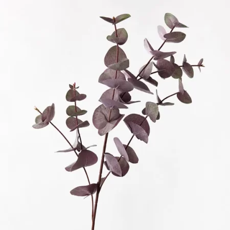 Eucalyptus Silver Dollar